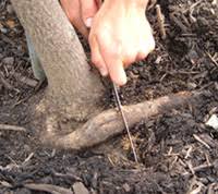 Check spelling or type a new query. Improve Health Maintenance Landscape Plants Edward F Gilman Uf Ifas