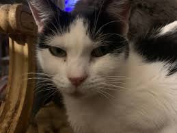 East Bay pets of the week for Oct. 30