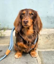 Dachshund long hair wood welcome outdoor sign black & tan. Long Haired Miniature Dachshund The Ultimate Purebred Icon