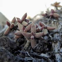 Image result for Crassula globularioides