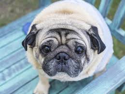 Fat dog blog a blog for fat dogs. Is Your Senior Dog Overweight Help Em Up