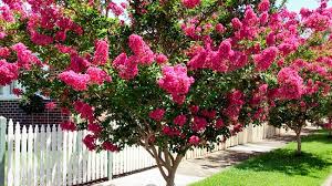 Crepe Myrtle Burkes Backyard