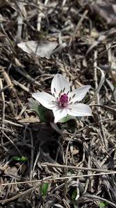 Image result for Sphaeranthus chandleri