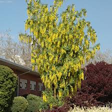 Image result for Laburnum