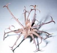 Image result for Harpagophytum procumbens