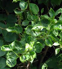 Remove the lowest pair of leaves from the cutting, trimming them flush to the stem. What S Wrong With My Plant Garden University Of Minnesota Extension