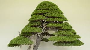 Get all the details below! Care Guide For The Juniper Bonsai Tree Juniperus Bonsai Empire