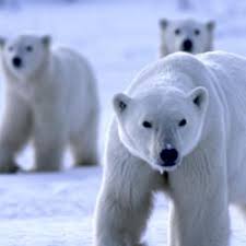 Polar Bear Day The World Wildlife Fund Continues To Do Amazing Work To Help This Endangered Species Year Round Su Polar Bear Save The Polar Bears Bear Images