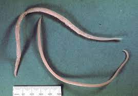 Faren for helminths er, at de er i stand til at påvirke individuelle organer. Ascaris Suum Wikipedia Den Frie Encyklopaedi