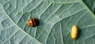This beetle is found in eastern united states and parts of texas, arizona, colorado, and utah. Mexican Bean Beetle Guide