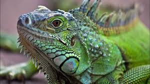 Beberapa spesies dari kuda laut ini mempunyai warna transparan sebagian, sehingga diri dari kuda laut tidak mudah untuk terlihat atau ditemui. 10 Contoh Hewan Ovovivipar Pembahasan Ciri Contoh