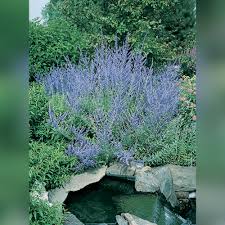 Image result for Perovskia atriplicifolia 'blue spire'