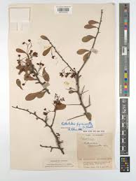 Image result for Putterlickia verrucosa