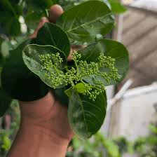 Image result for Premna senensis
