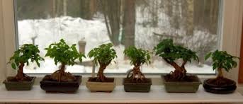 Fatalii S Empire Bonsai Chiles Bonchi