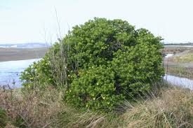 Image result for Chrysanthemoides