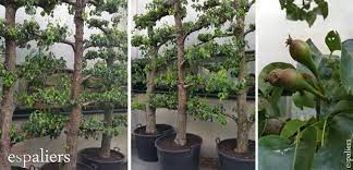 An espaliered fruit tree has numerous horizontal branches running from a single central trunk. Old Pleached Pear Trees With Character Artikels Espaliers Tree Nursery Espaliers