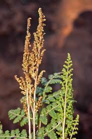 Image result for Anemia angolensis