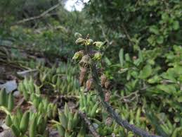 Image result for Ledebouria macowanii
