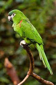 It is native to the tropical lowlands, savannah, and swamplands of venezuela, the guian. The Red Shouldered Macaw Diopsittaca Nobilis Is A Small Green South American Parrot A Member Of A Large Group Of Ne Beautiful Birds Nature Birds Parrot Bird