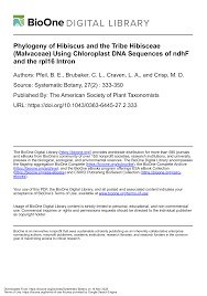 Image result for Hibiscus nigricaulis