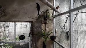 Aviary merupakan sangkar burung berukuran besar dengan kondisi yang dibuat semirip mungkin dengan habitat burung di alam. Membuat Kandang Aviary Minimalis Youtube