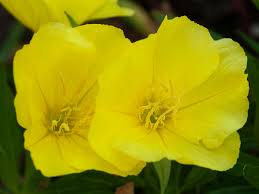 Save on flowers & gifts today. Evening Primrose Plant Care Growing Guide