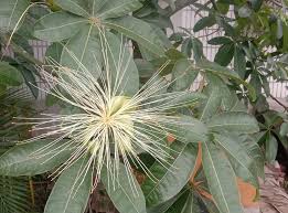 Image result for Pachira glabra