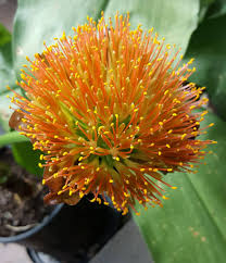 Image result for Scadoxus pole-evansii