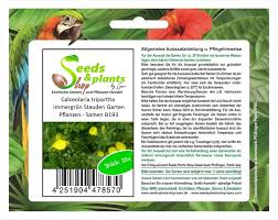 Image result for Calceolaria tripartita