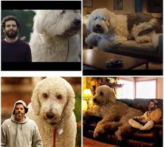 Maybe you would like to learn more about one of these? Viral Di Media Sosial Inilah Fakta Di Balik Juji Si Anjing Raksasa Dewiku Com