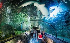 Odd Fellas At The Sea Life Sydney Aquarium Australia Travel To Eat Aquarium Sydney Australia Travel Adventure Travel Companies