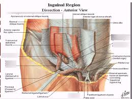 Last updated on march 18, 2021 by surekha. What Is The Inguinal Region Called