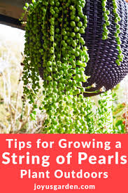 String of pearls indoor plant. Tips For Growing A String Of Pearls Plant Outdoors