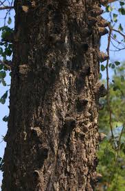 Image result for Acacia nigrescens