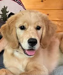 What are the holes in my puppy's gums?