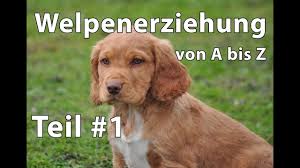 Lebenswoche lernen hundewelpen intensiv ihre umwelt kennen und vieles, was sie in dieser zeit an erfahrungen sammeln und an verhaltensweisen lernen, behalten sie sich auch bis ins hohe hundealter. Welpenerziehung Youtube