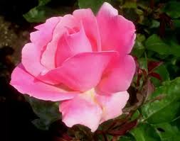 Dinnanzi alla rosa sfiorita ora si turano il naso anche quelli che prima ne adoravano in ginocchio i boccioli. Rosa Consigli Coltivazione E Cura