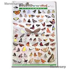 Details About Beautiful Butterfly Of The World Poster Butterflies Spesies Wall Chart Education