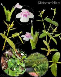 Image result for Butomopsis latifolia