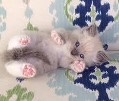 Cute newborn baby kittens easily isolated on white stock. Cristina Connolly Ofeleeya Profile Pinterest