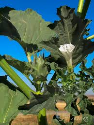 Image result for Datura ferox