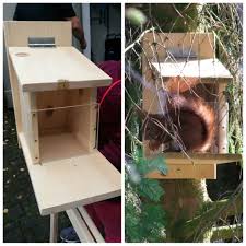 Eichhornchen Futterstation Diy Gartenprojekte Eichhornchen Futterhaus Eichhornchen