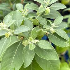 Image result for Withania