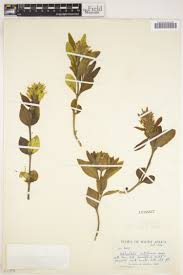 Image result for Justicia salvioides