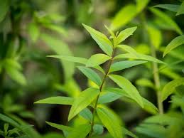 Image result for Aloysia citrodora