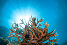 In the interests of health and safety, we ask all patients that are exhibiting cold and flu symptoms, symptoms of the coronavirus, fever, cough, sore throat, tiredness or shortness of breath) or have been in close. Cairns Diving News Archives Cairns Dive Adventures