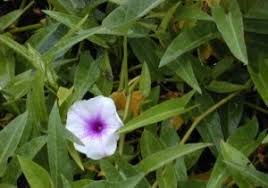 Image result for Ipomoea marginata