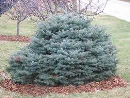 It is native to north america, and is found in usda growing zones 1 through 7. Dwarf Blue Spruce A Superb Year Round Garden Plant News