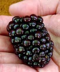 Mulberries are berries that look like long raspberries or blackberries and come in a variety of colors. Kiowa Upright Thorny Blackberry Plant Ison S Nursery Vineyard